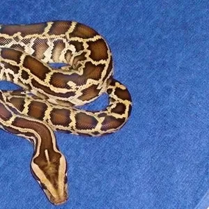 Питон тигровый ( Python molurus bivittatus ) имеет длину 2 м.