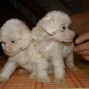 Продам очаровательных щенков китайской хохлатой собаки  
