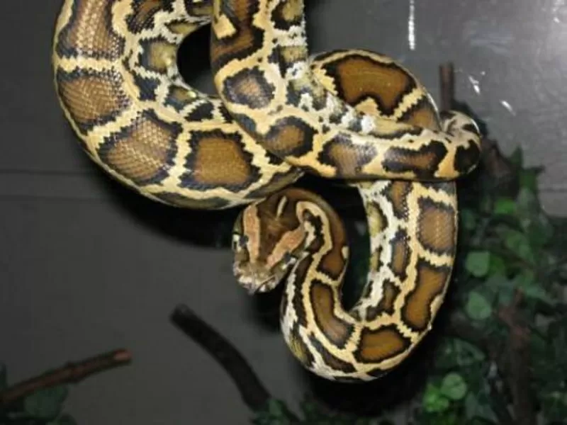 Питон тигровый ( Python molurus bivittatus ) имеет длину 2 м. 2